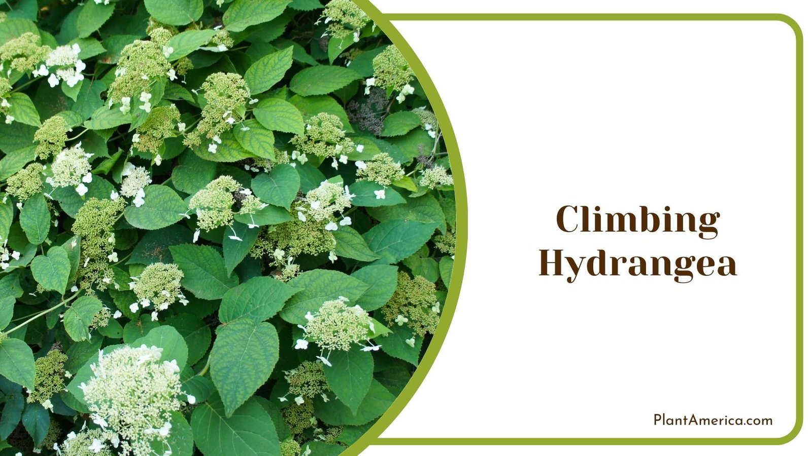 Suns Shining On Climbing Hydrangea Plant America