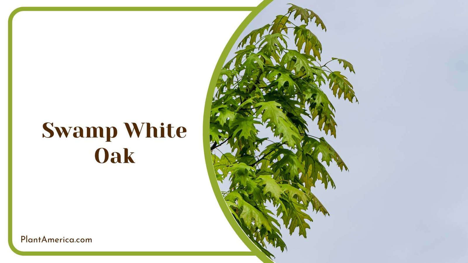 Swamp White Oak Plant America