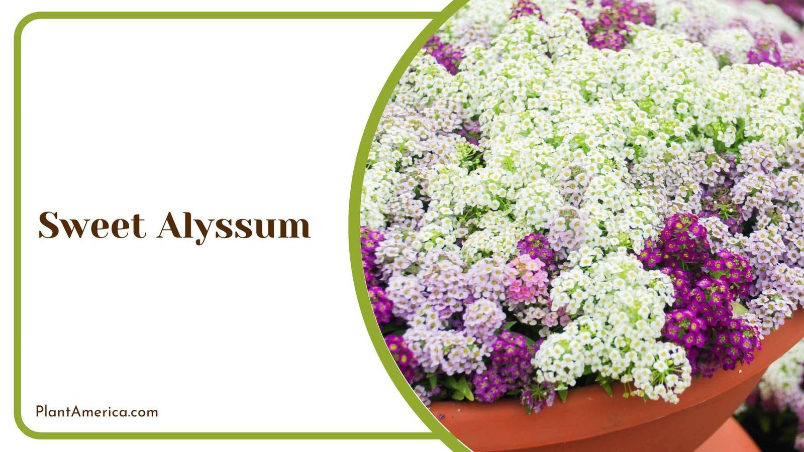 Sweet Alyssum Tiny Flowers Plant America Sweet Alyssum Tiny Flowers Plant America