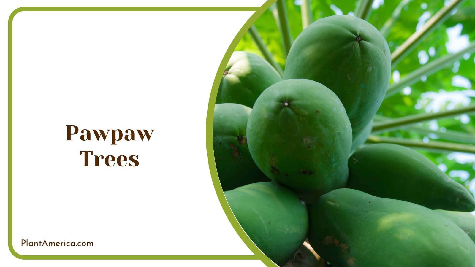 Sweet Pawpaw Trees Plant America Sweet Pawpaw Trees Plant America