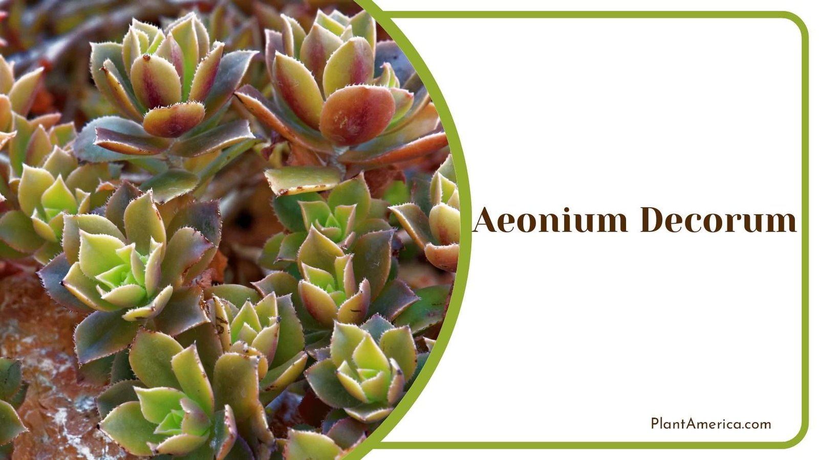 Table Aeonium Decorum Plant America