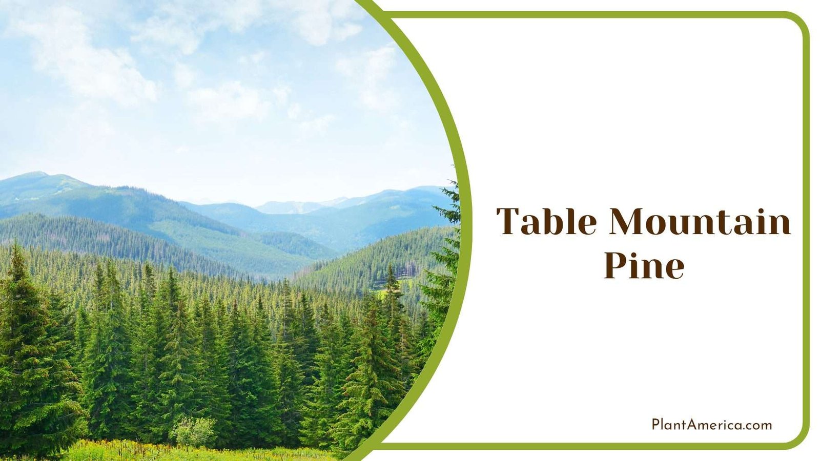 Table Mountain Pine PlantAmerica