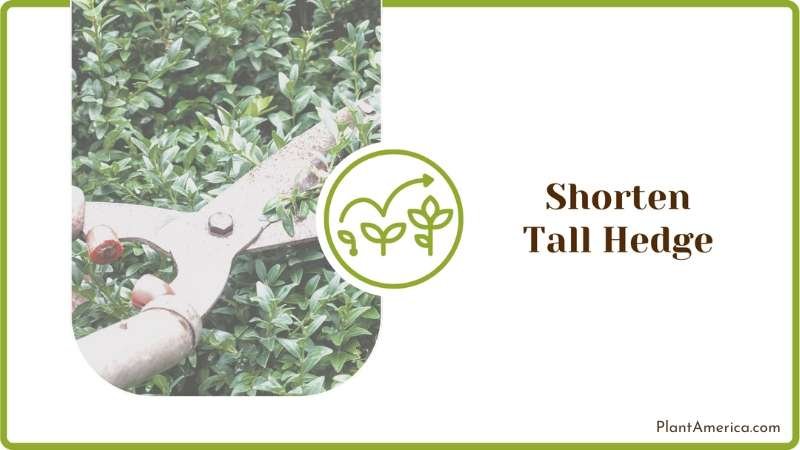 Tall Arborvitae Hedge Plant America