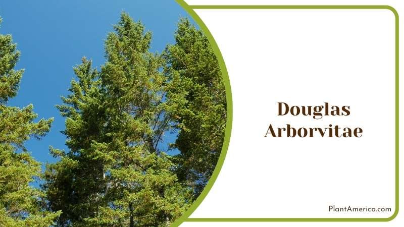 Tall Douglas Arborvitae Plant America