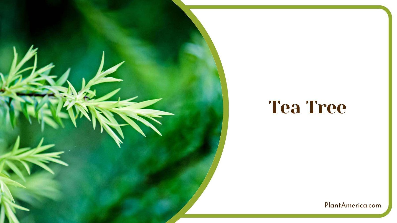 Tea Tree Tiny Leaves Plant America