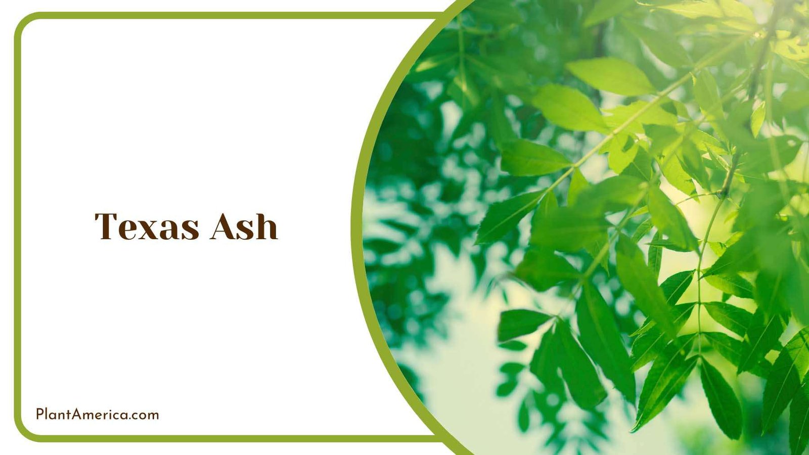 Texas Ash Foliage Plant America