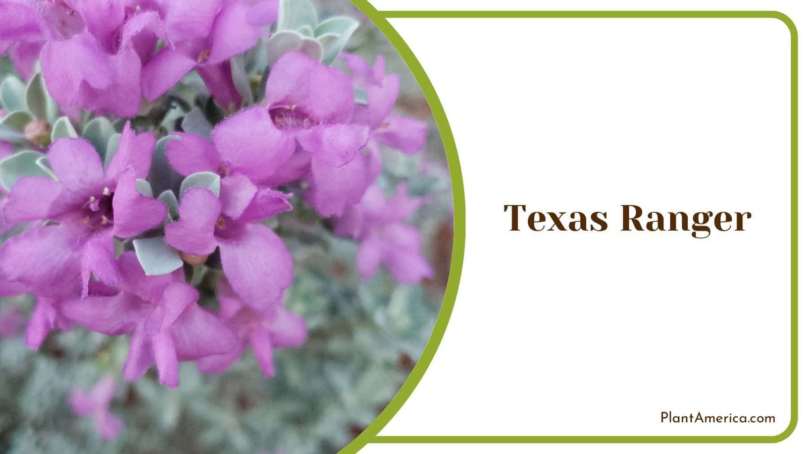 Texas Ranger Silver Gray Leaves Plant America
