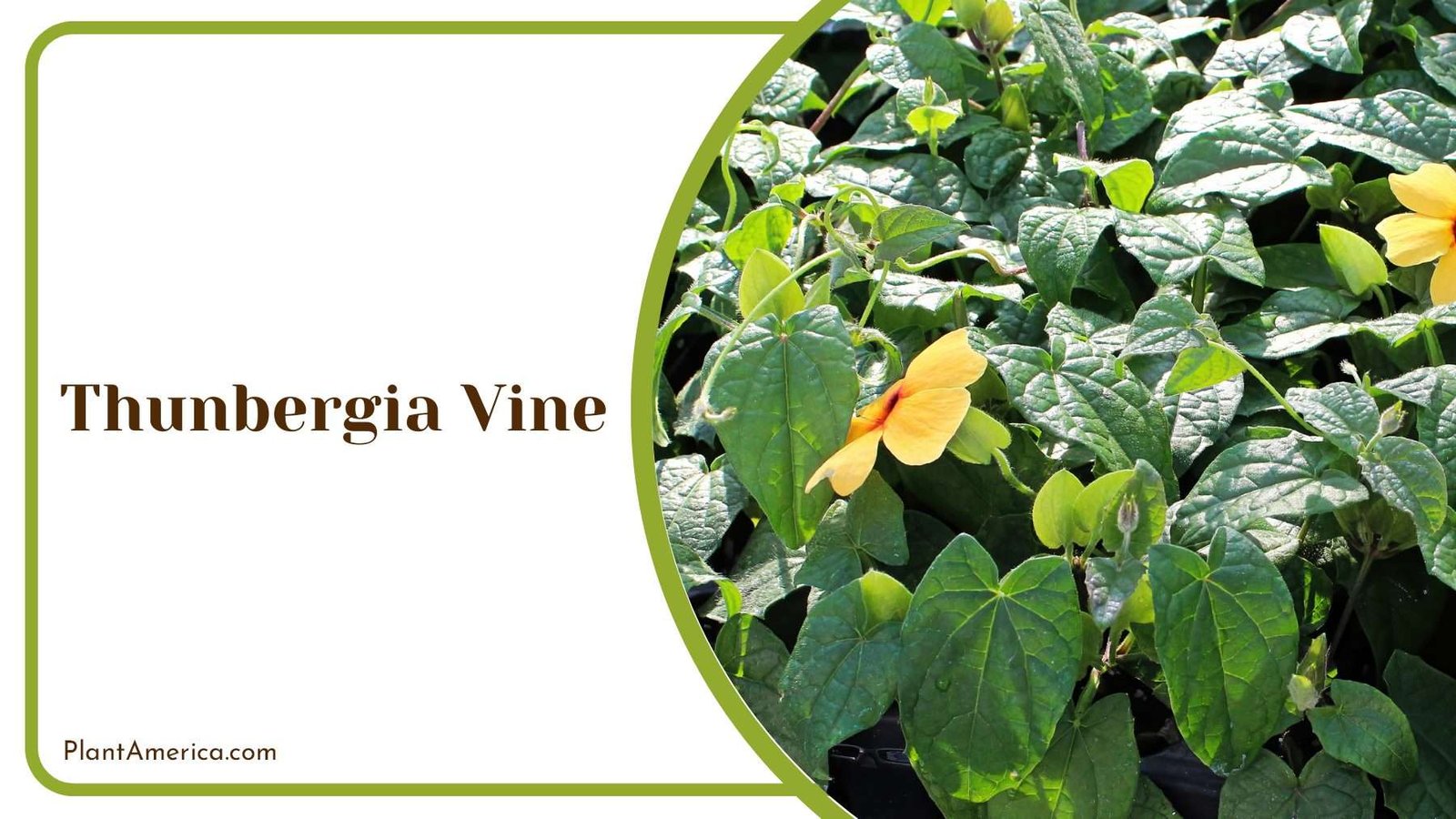Thunbergia Vine Flowers PlantAmerica
