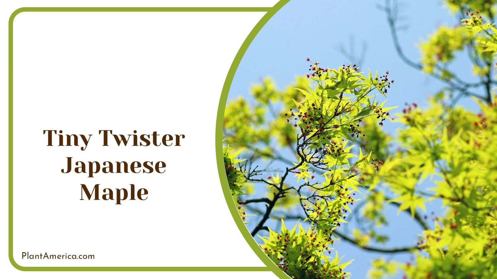 Tiny Twister Japanese Maple PlantAmerica