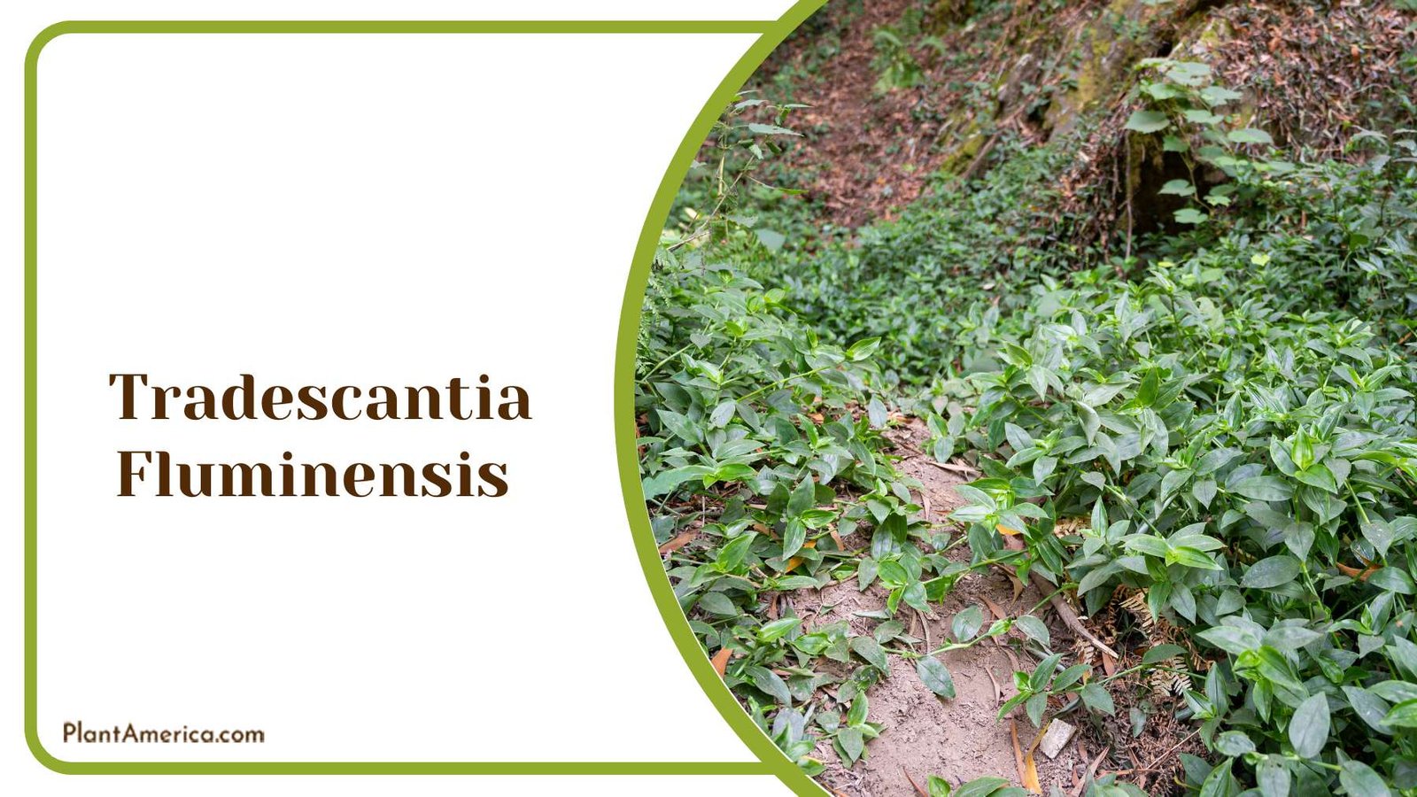 Tradescantia Fluminensis Green Leaves Plant America