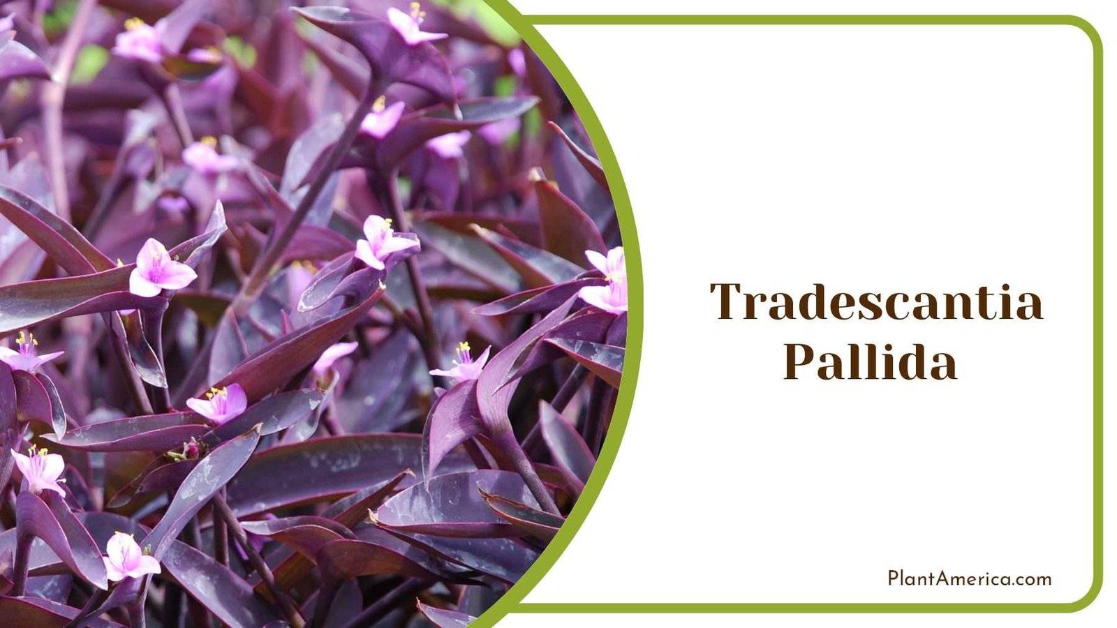 Tradescantia Pallida Blooms Plant America