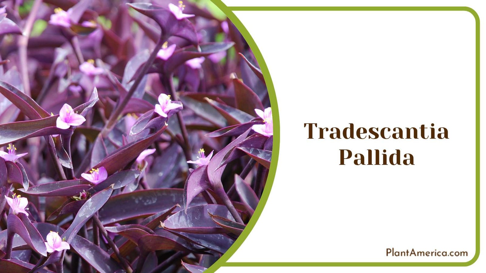 Tradescantia Pallida Purple Leaves Plant America
