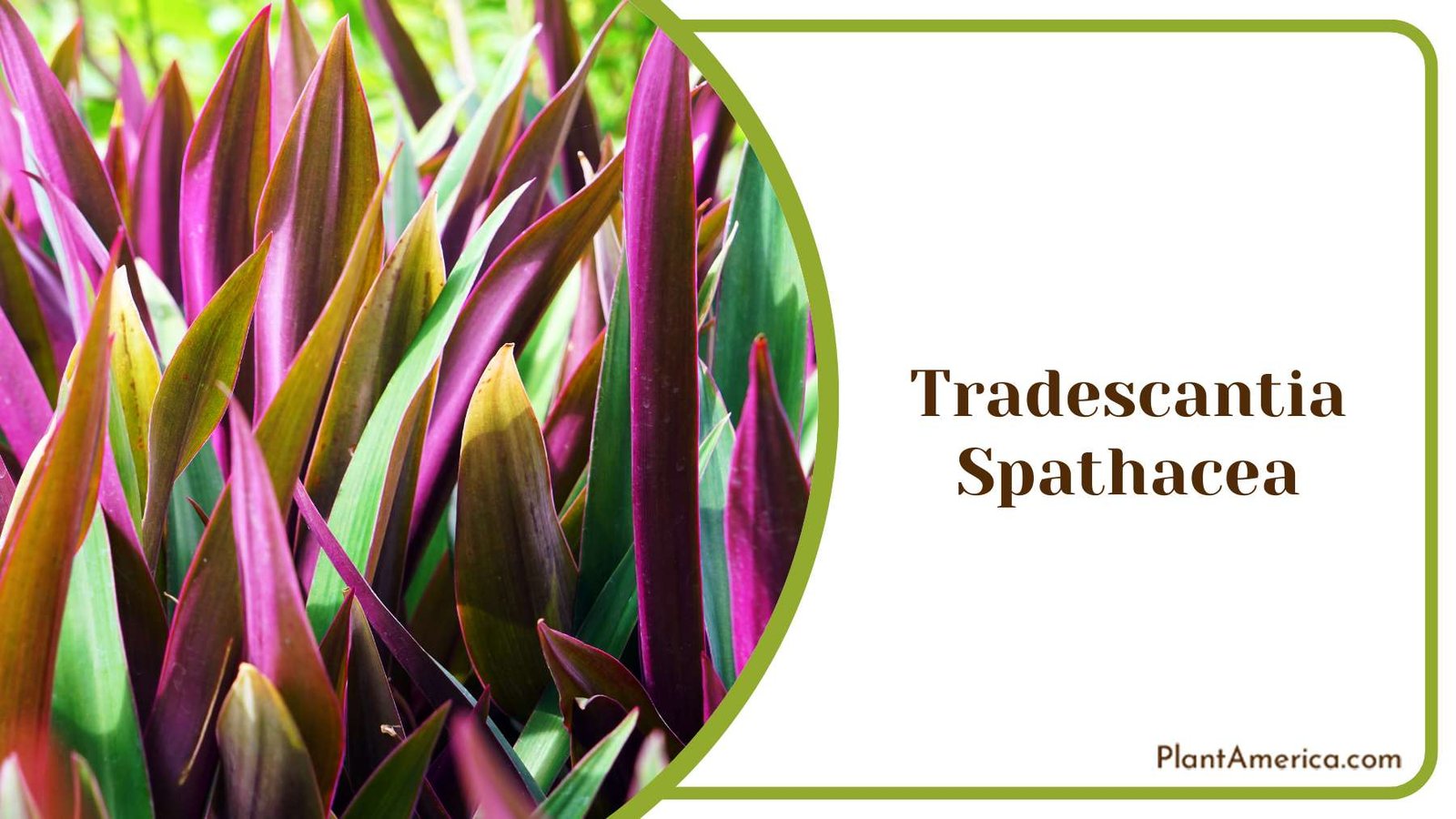 Tradescantia Spathacea Graceful Home Interior Plant America