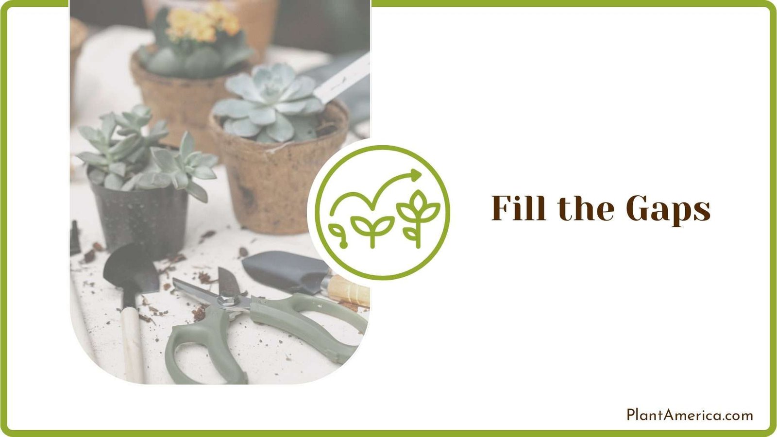 Transplanting Succulent Plants Plant America