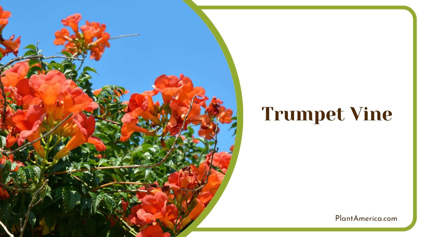 Trumpet Vine On Sunlight PlantAmerica