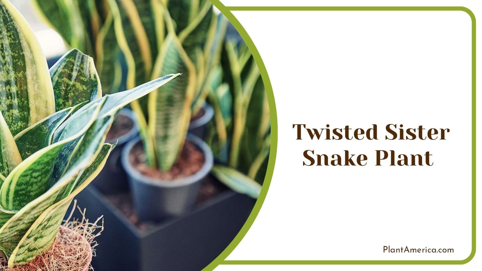 Twisted Sister Snake Plant PlantAmerica