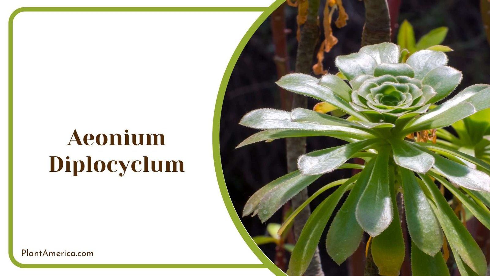Two Cycle Aeonium Diplocyclum Plant America