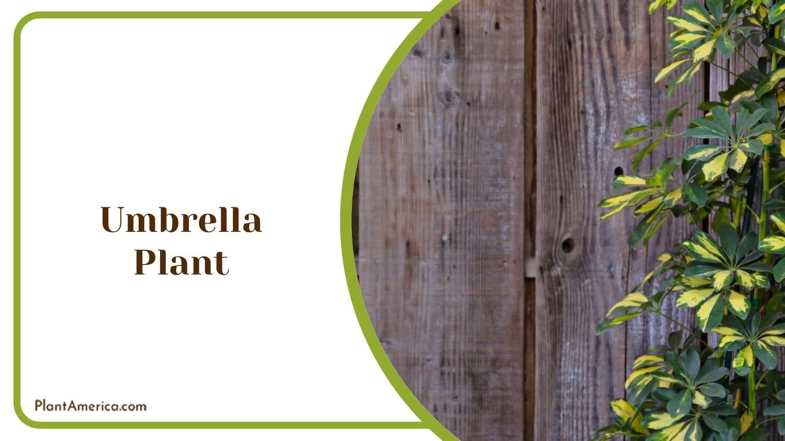 Umbrella Plant Leaves Resemble The Spokes Plant America