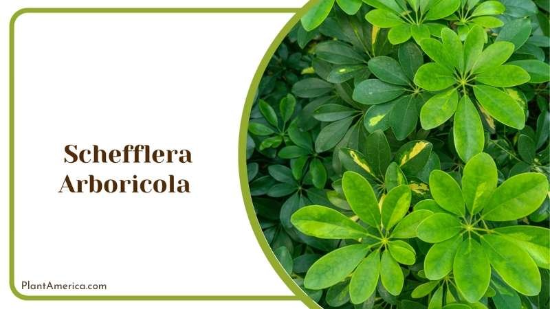 Umbrella Schefflera Arboricola Plant America