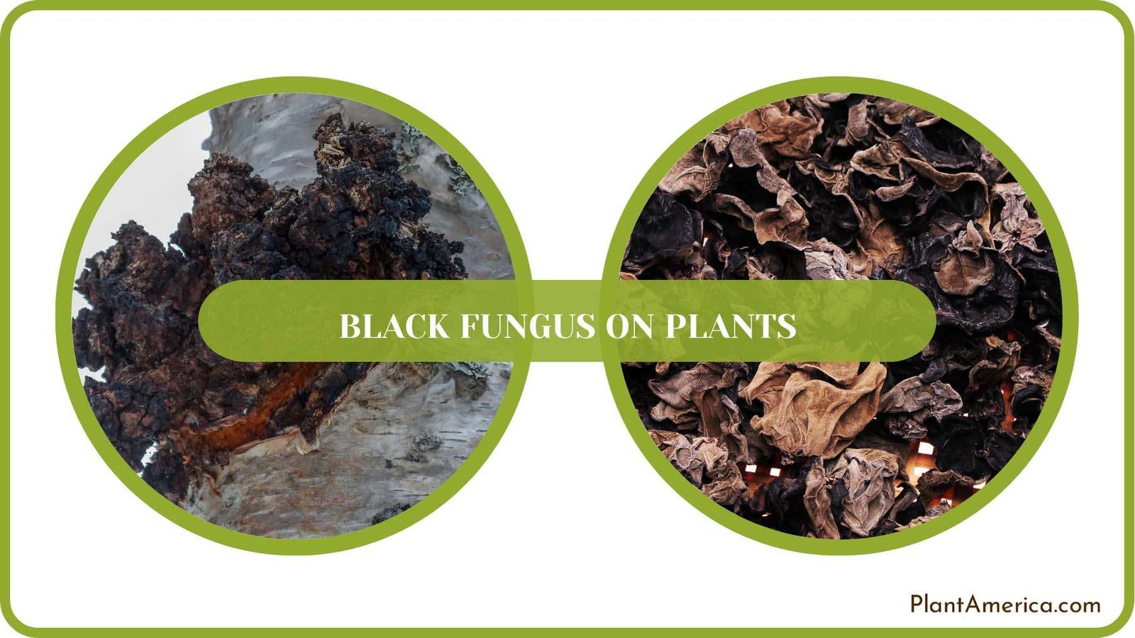 Using Fungicides on Plants Plant America