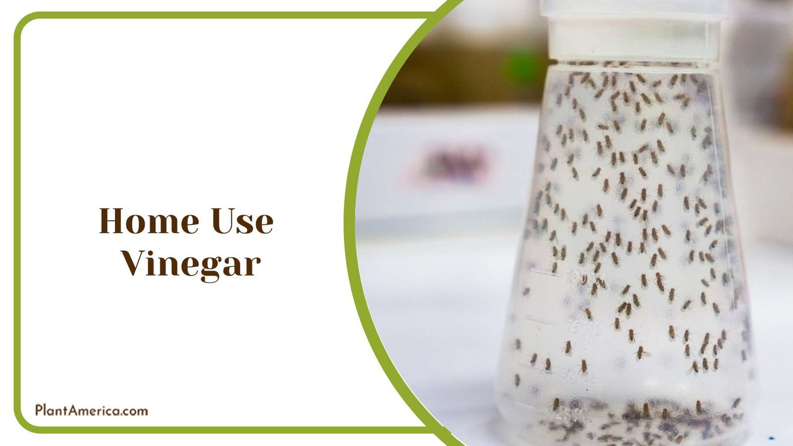 Using Vinegar to Control Pest Plant America