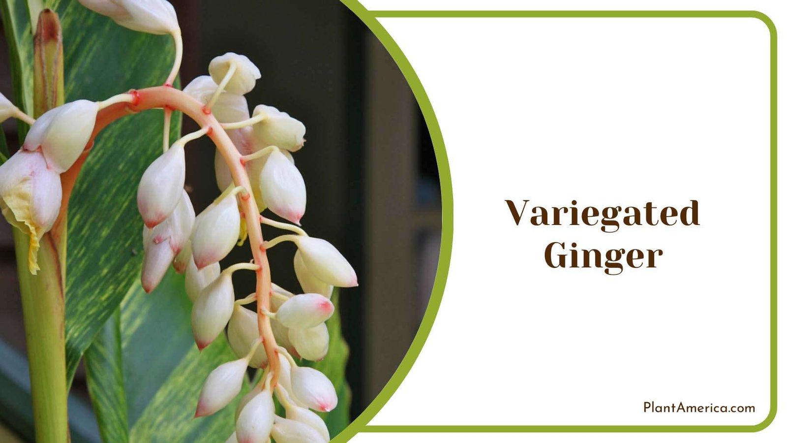 Variegated Ginger In Backyard Plant America
