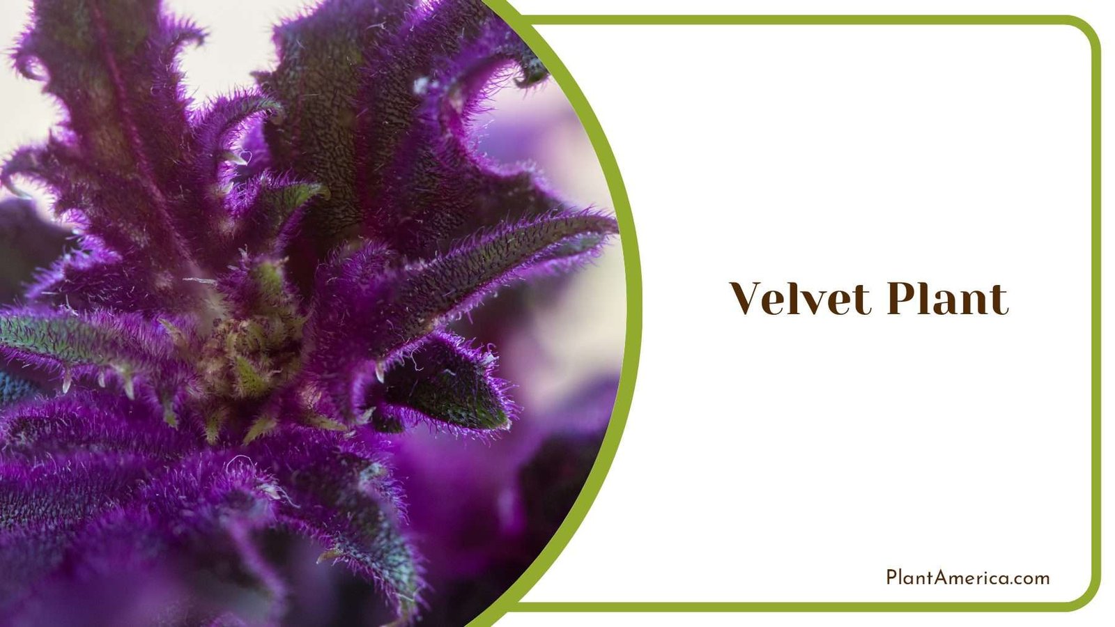 Velvet Plant Plant America