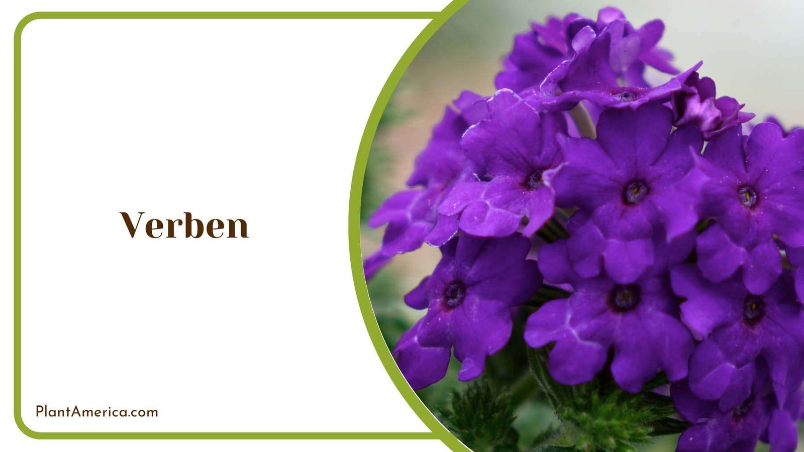 Verben Plant Plant America Verben Plant Plant America