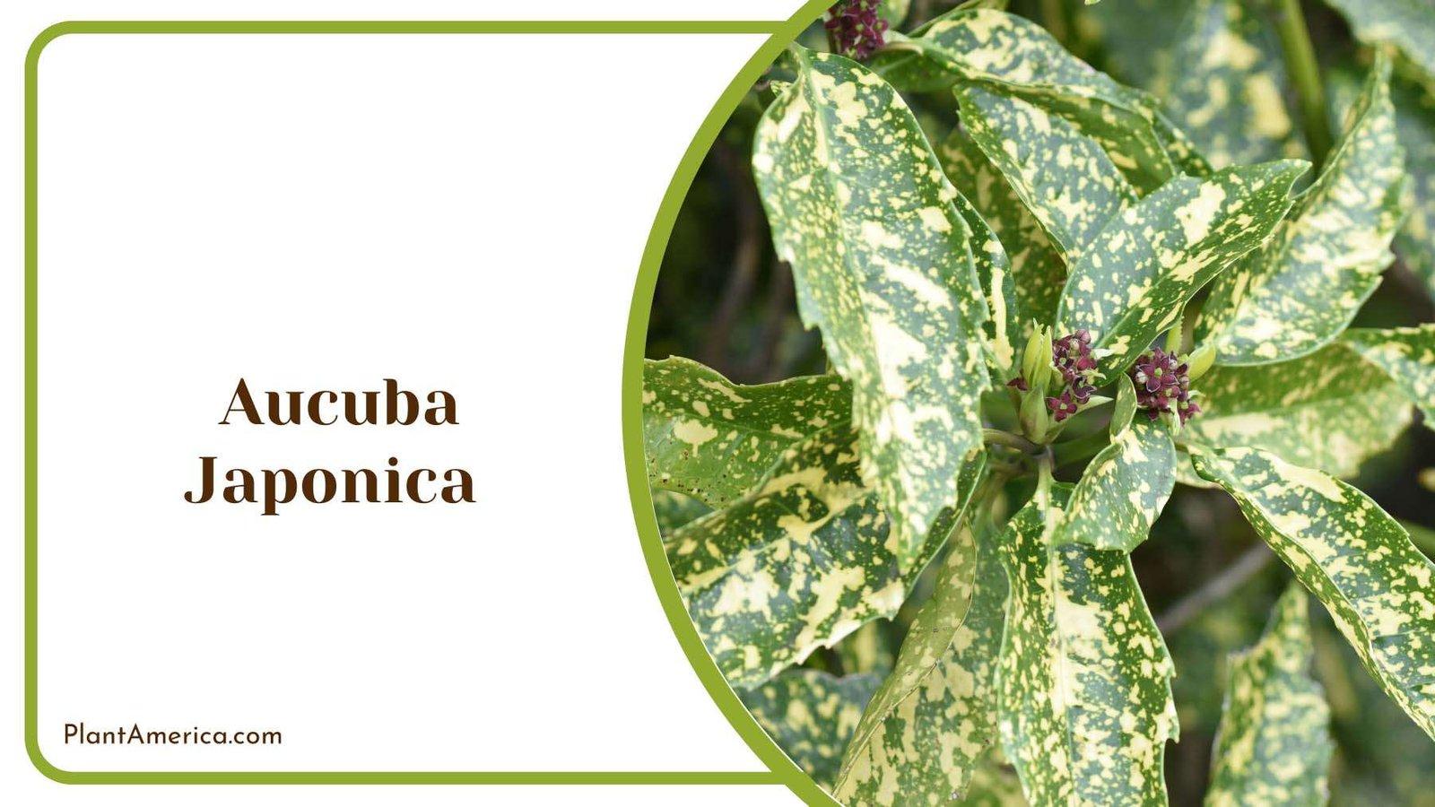 Vibrant Aucuba Japonica Plant America