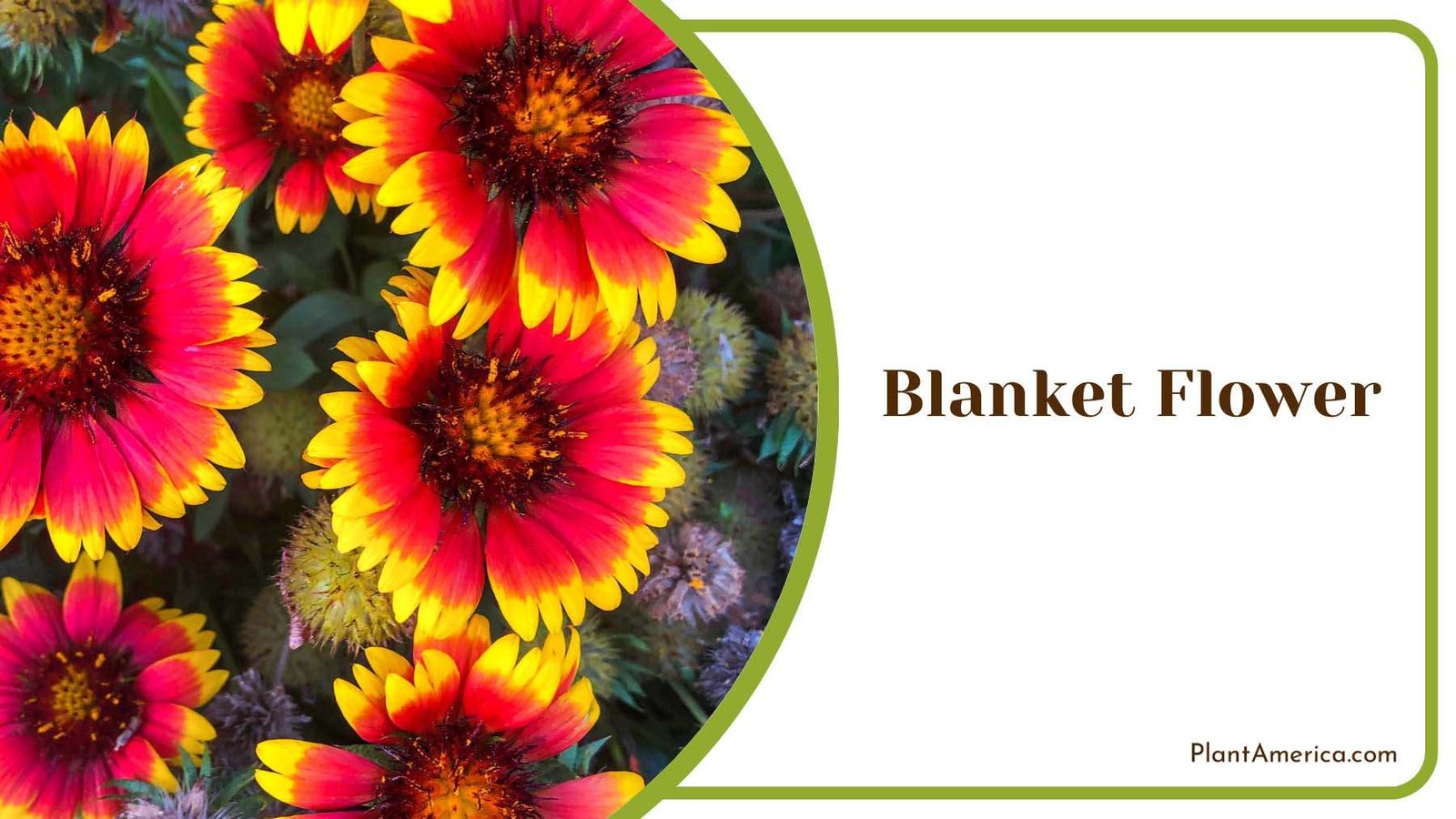 Vibrant Blanket Flower Plant America