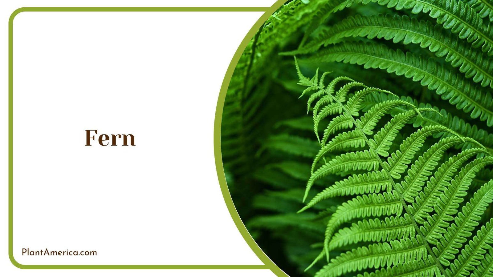 Vibrant Fern Plant Plant America