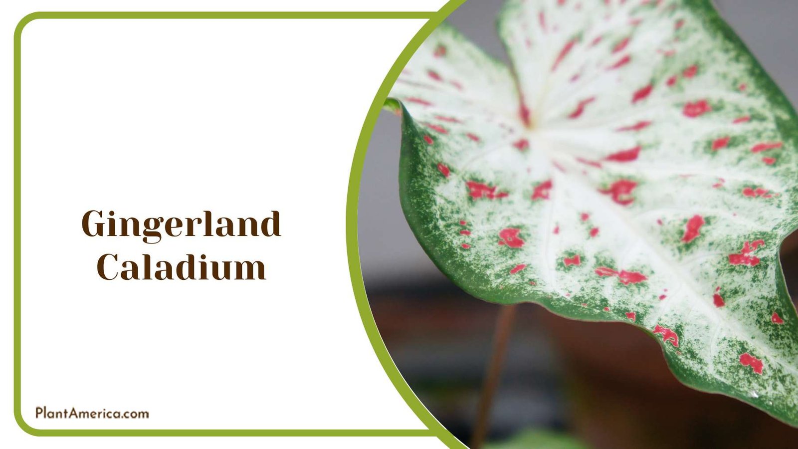 Vibrant Gingerland Caladium Plant America