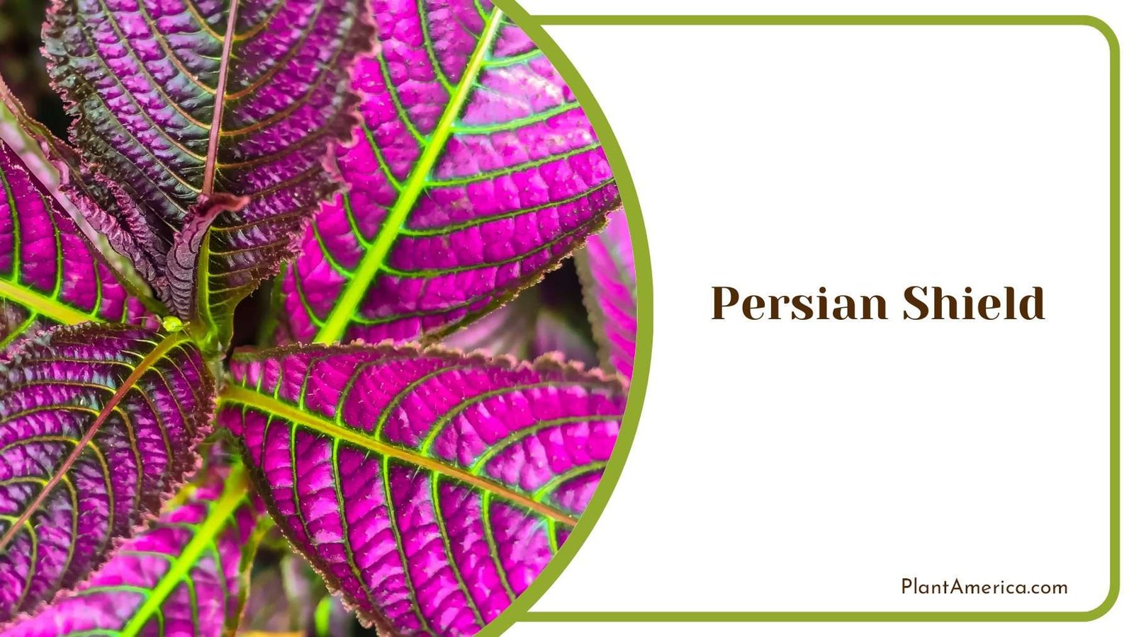 Vibrant Purple Persian Shield Plant America