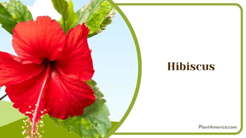 Vibrant Red Hibiscus Plant America