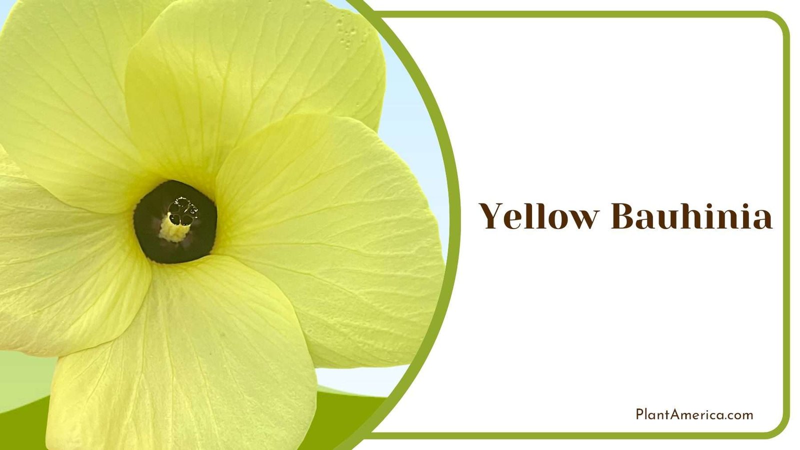 Vibrant Yellow Bauhinia PlantAmerica