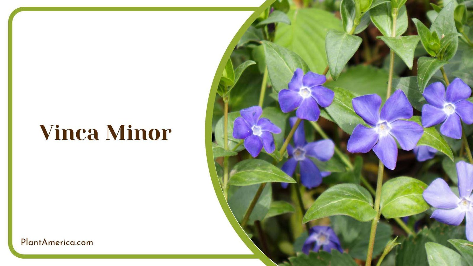 Vinca Minor Flowers Plant America