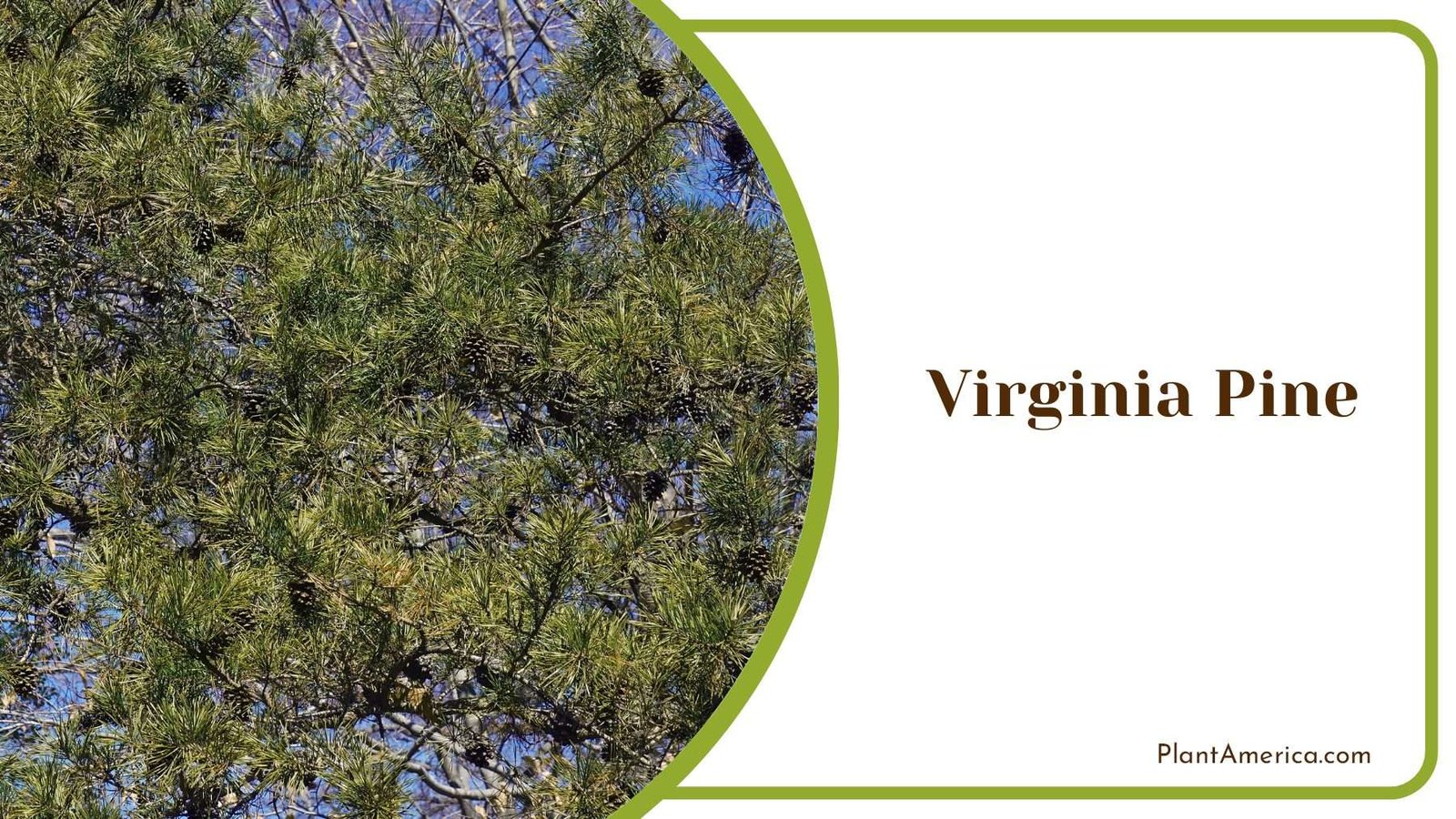 Virginia Pine Trees PlantAmerica