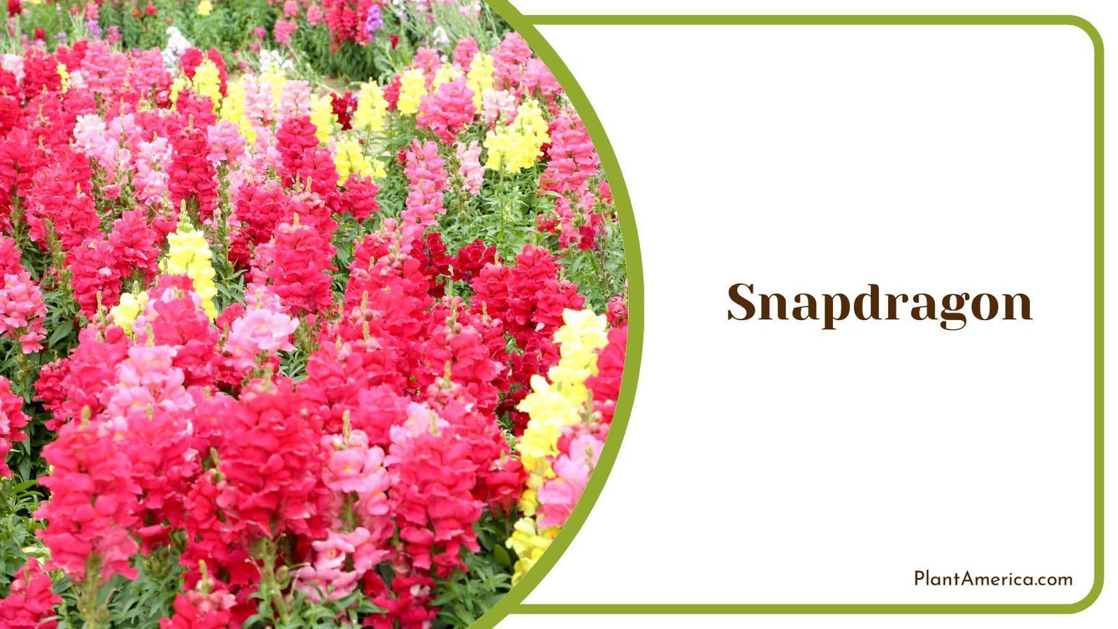 Vivid Snapdragon Plant America