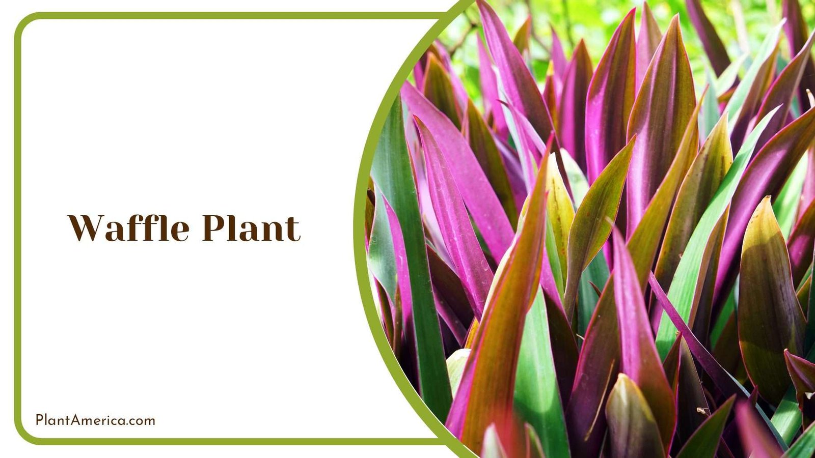 Waffle Plant Wavy Edges Plant America