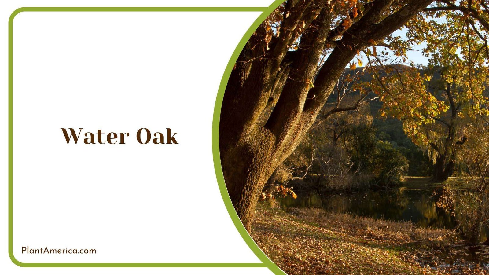 Water Oak In Early Spring Plant America