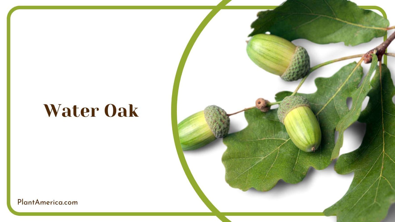 Water Oak Plant Plant America