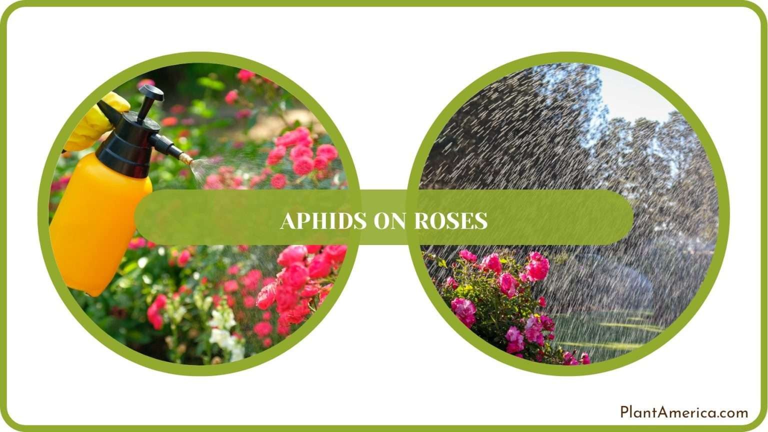Aphids on Roses: The Reasons and Ways To Fight Back - Plant America