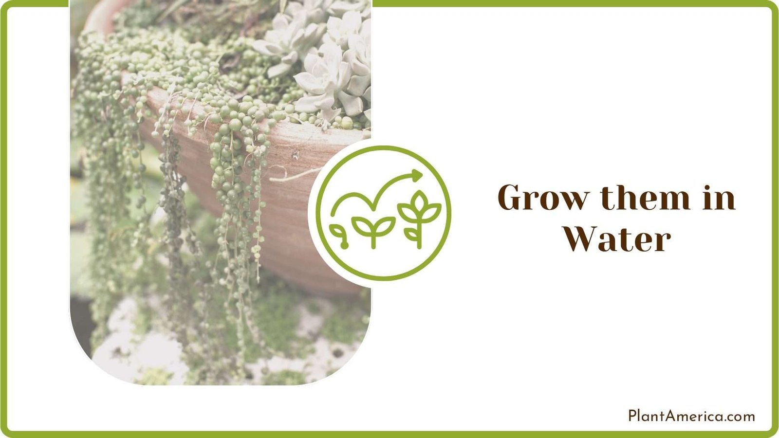 Watering Pearls Plants