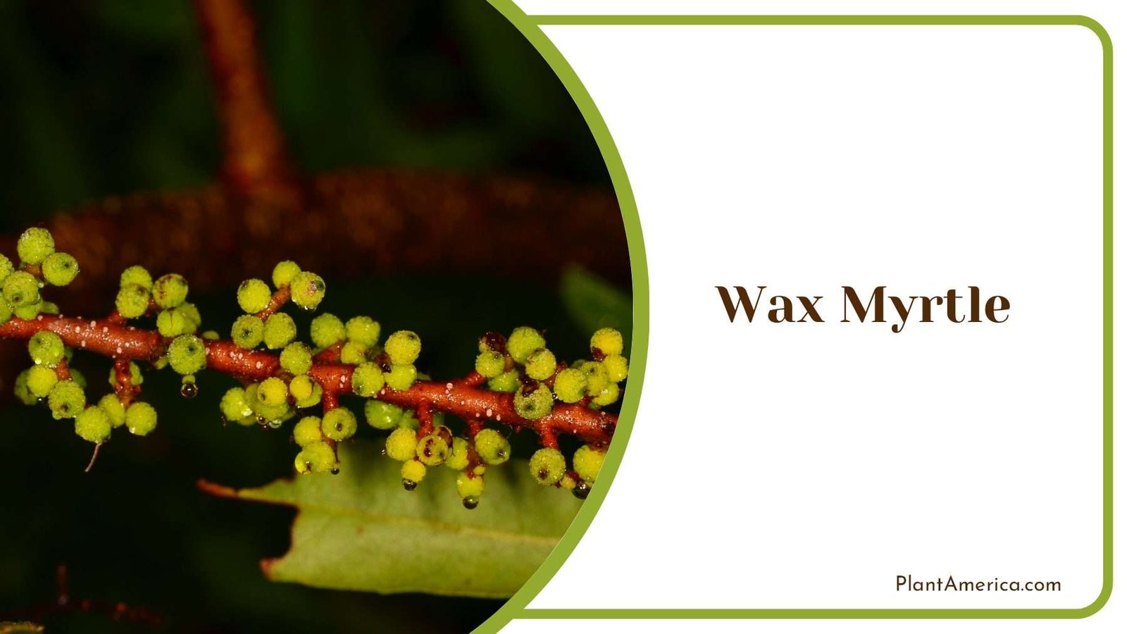 Wax Myrtle Evergreen Plant America