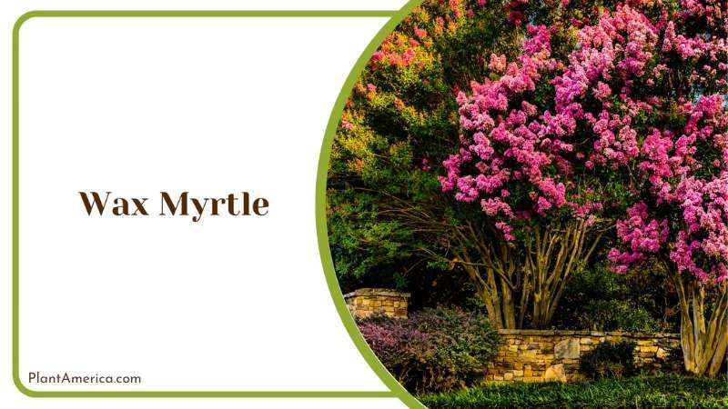 Wax Myrtle Evergreen Shrub Plant America 1
