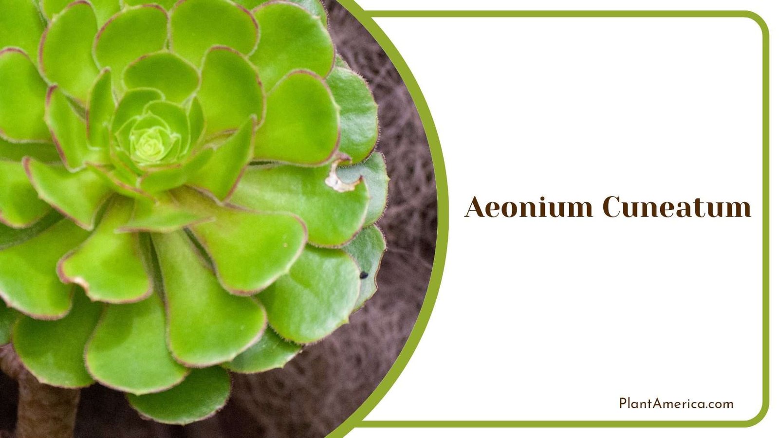 Wedge Aeonium Cuneatum Plant America