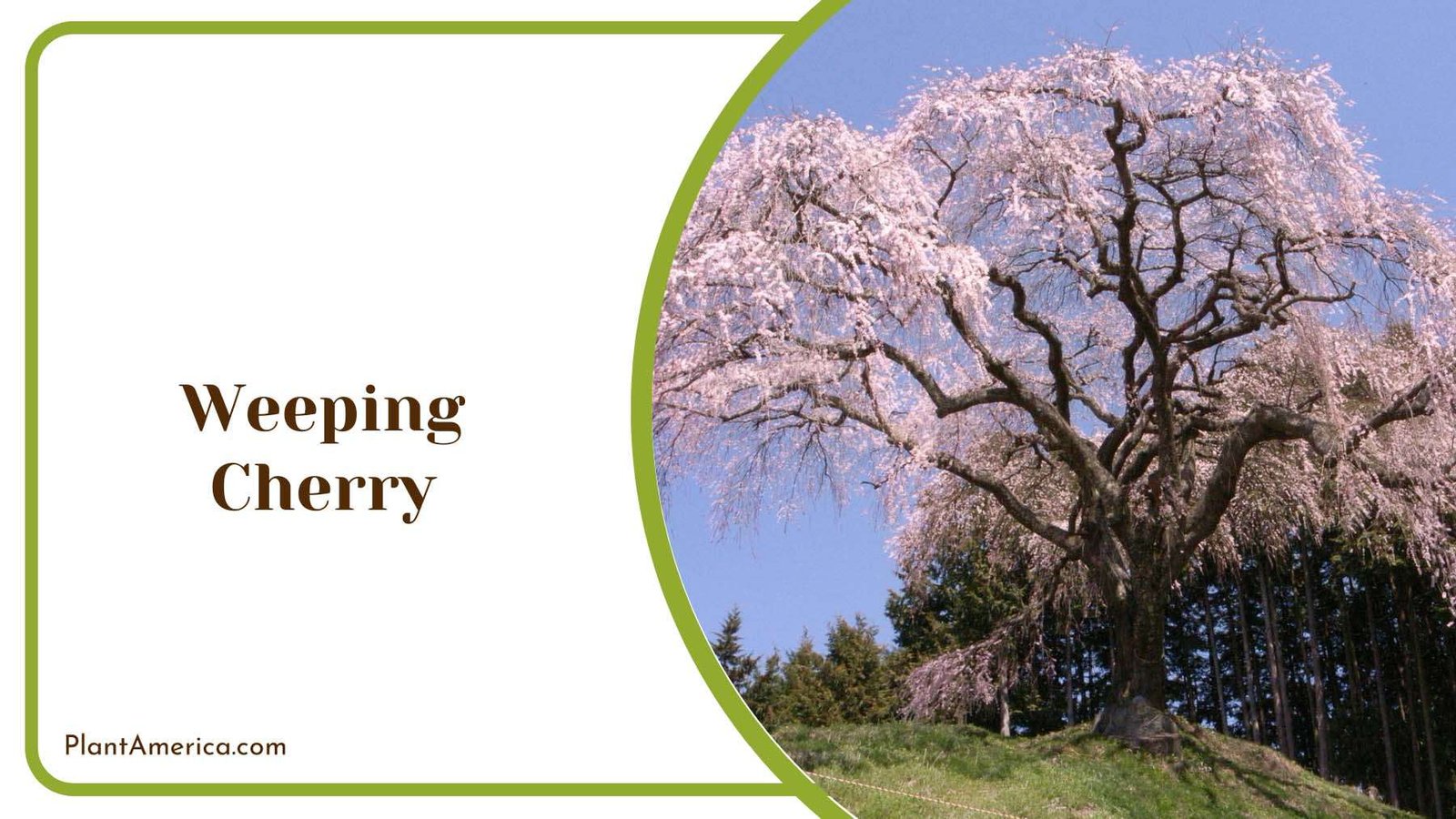 Weeping Cherry Hanging Flowers Plant America Weeping Cherry Hanging Flowers Plant America