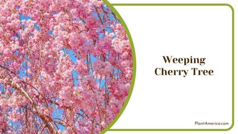 Weeping Cherry Tree Details Plant America