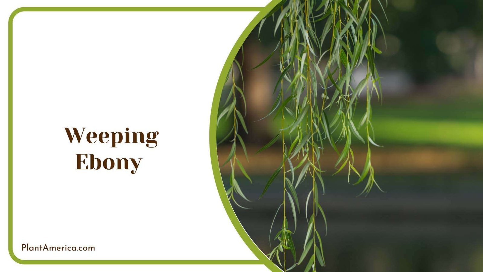 Weeping Ebony Leaves Plant America