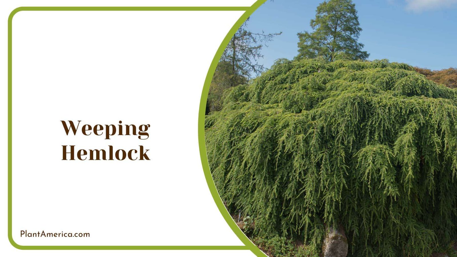 Weeping Hemlock Shrubs Plant America